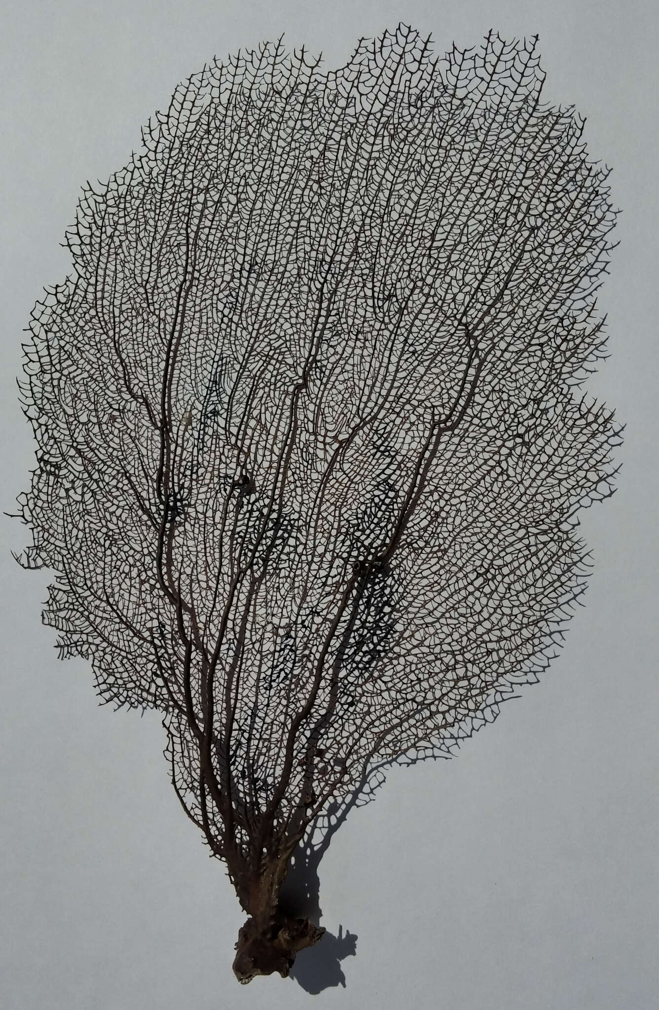 Image of Caribbean sea fan