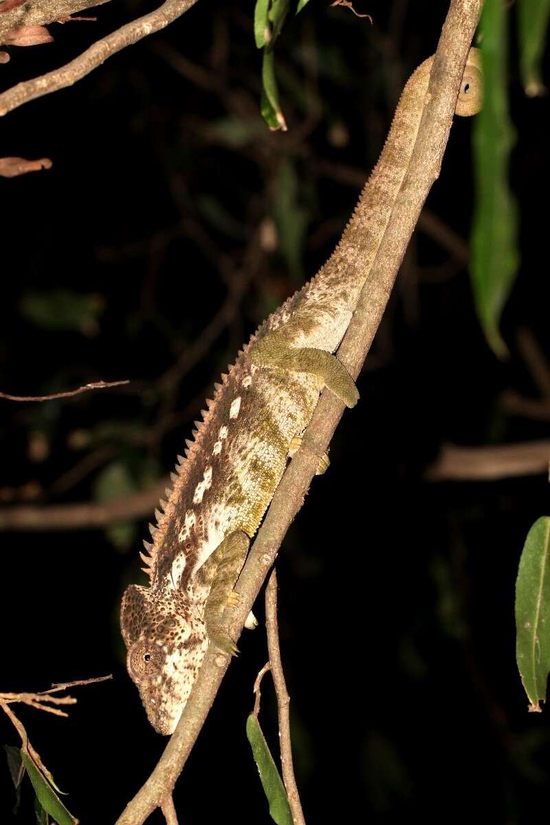 Image of Warty Chameleon