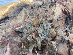 Image of granite buckwheat