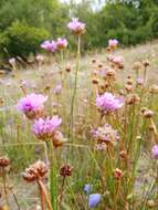 Image of Armeria alpina subsp. halleri (Wallr.) Nym.