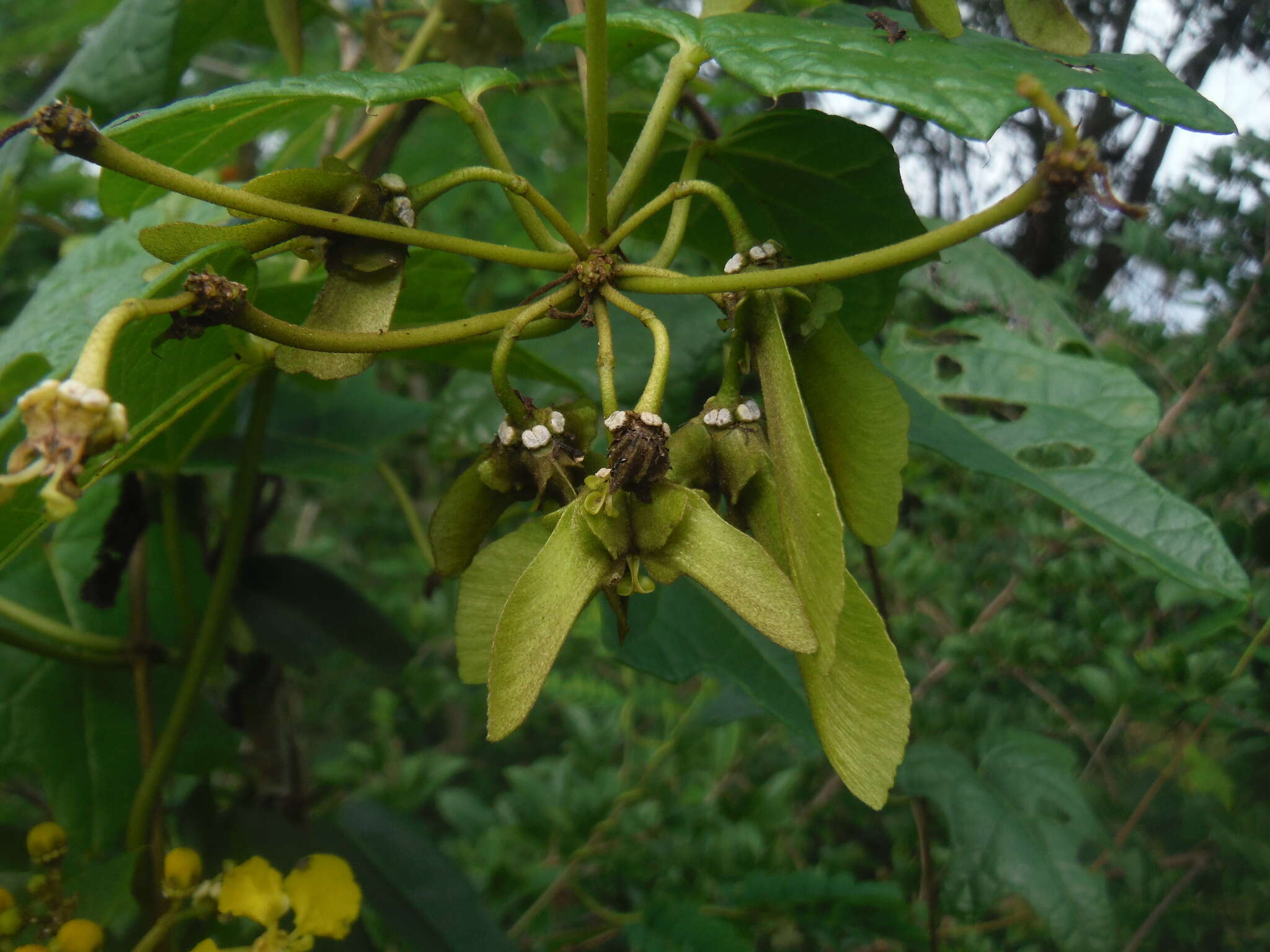 Image of Stigmaphyllon angulosum (L.) A. Juss.