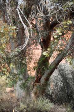 Image of Eucalyptus eremophila (Diels) Maiden