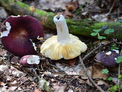 Image de Russula badia Quél. 1881