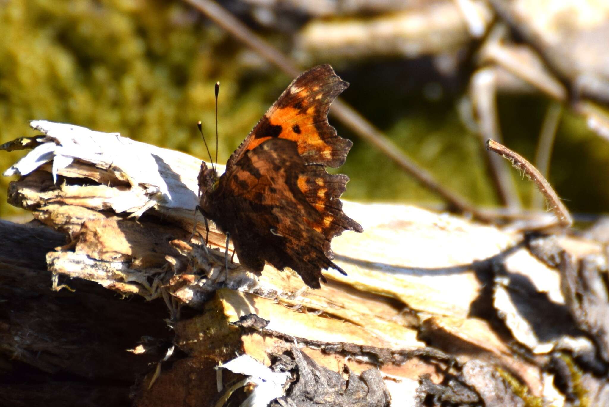 Image of Comma