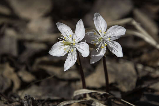 Image of Eranthis sibirica DC.