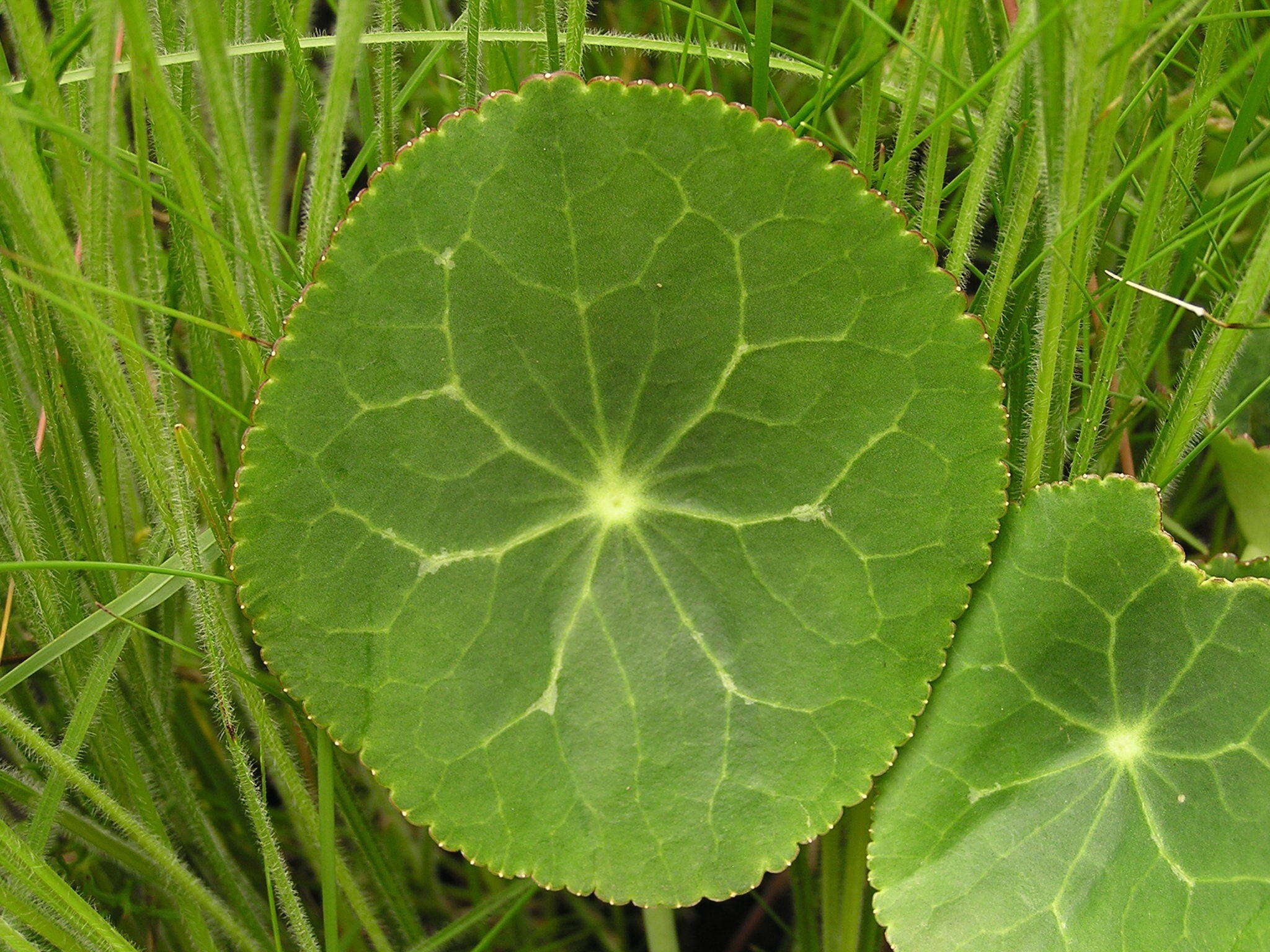 Image of Drakensberg Buttercup