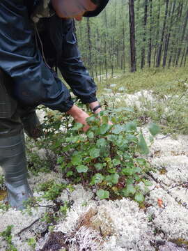 Image of Ribes fragrans Pall.