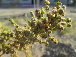 Plancia ëd Chenopodiastrum hybridum (L.) S. Fuentes, Uotila & Borsch