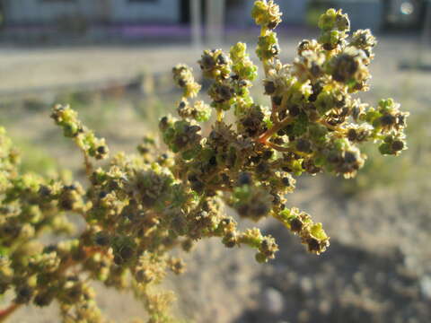 Image de Chenopodiastrum hybridum (L.) S. Fuentes, Uotila & Borsch