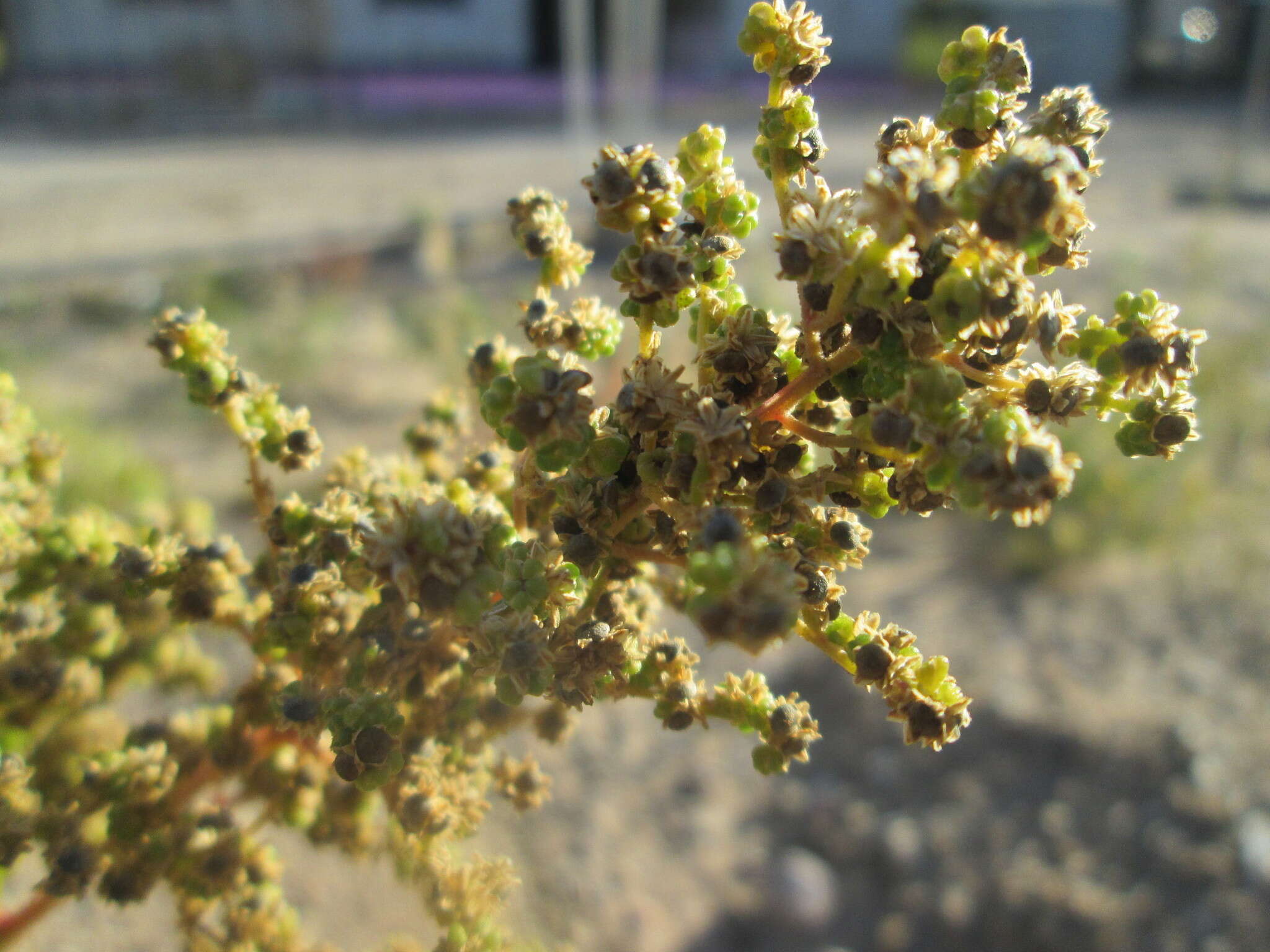 Plancia ëd Chenopodiastrum hybridum (L.) S. Fuentes, Uotila & Borsch