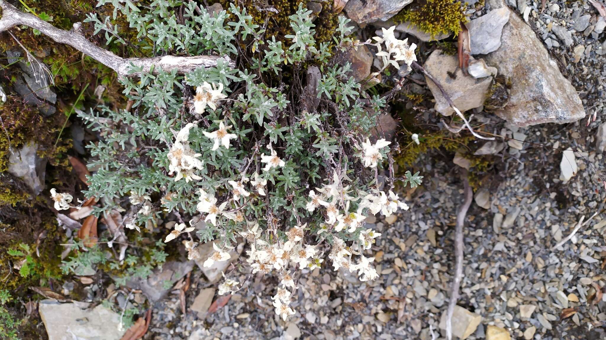 Image of Leontopodium microphyllum Hayata