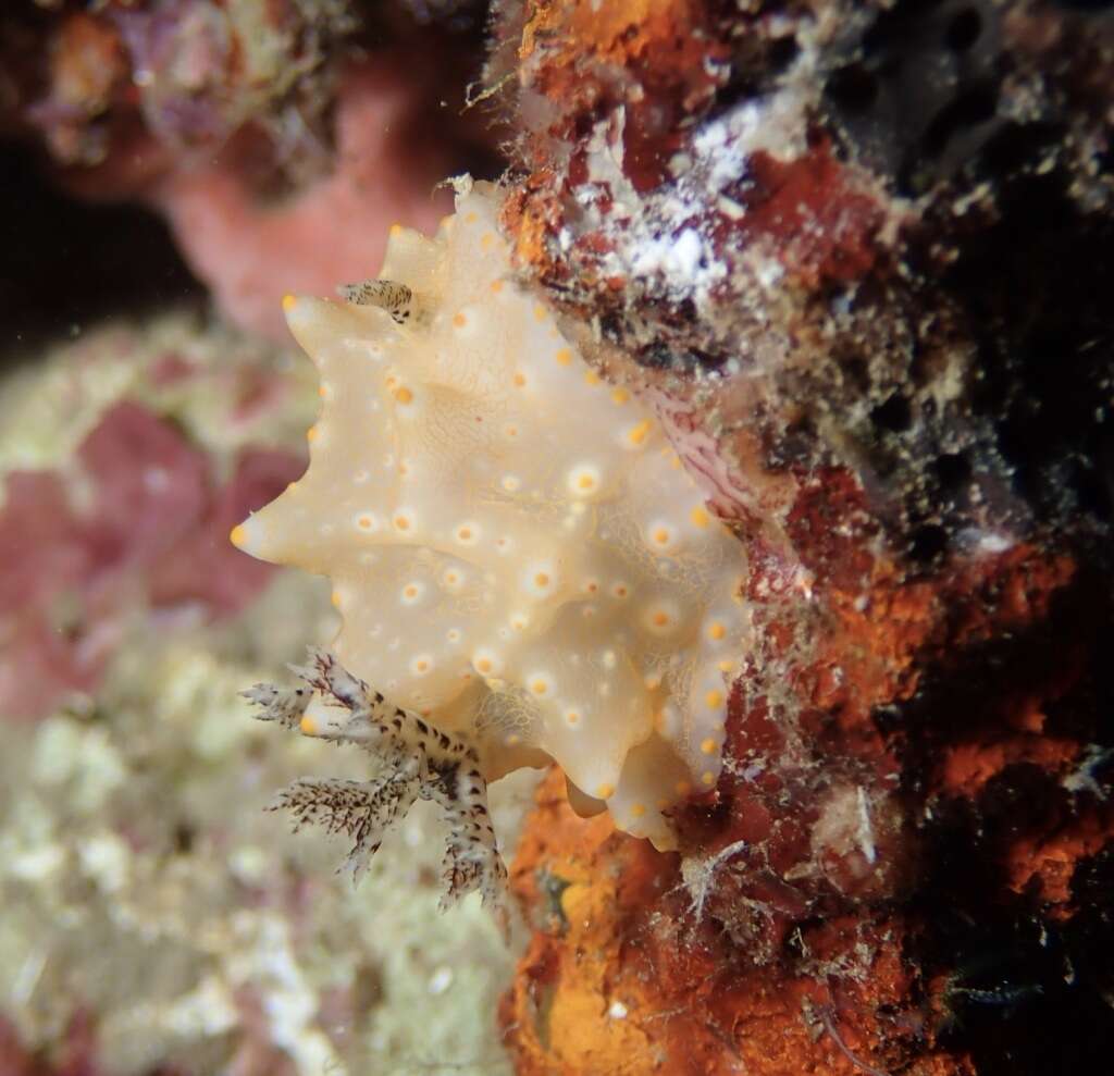 Image of Orange spot white lumpy slug