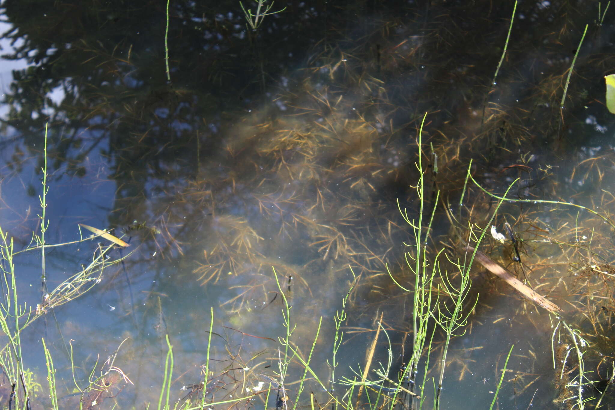 Image of Grass-wrack pondweed