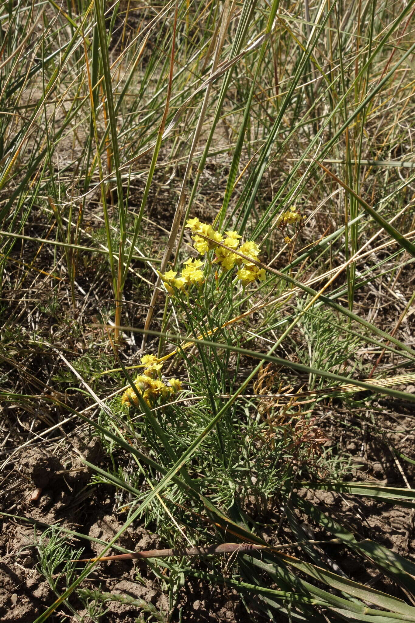 Image of Limonium aureum (L.) Hill