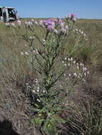 Image of Saussurea robusta Ledeb.