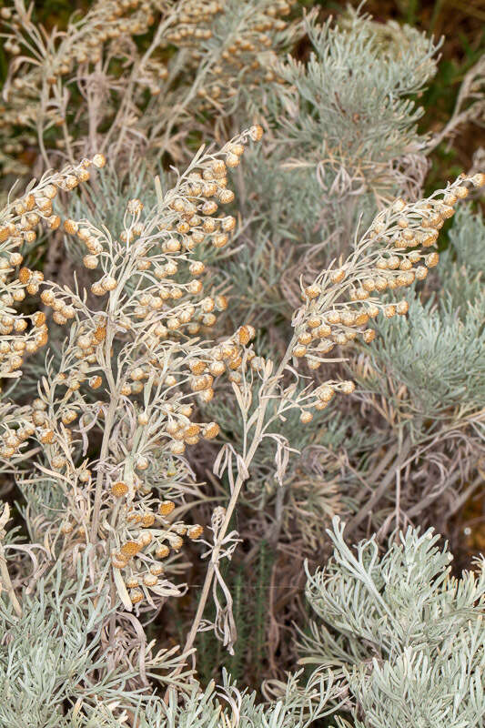 Image of Artemisia arborescens L.