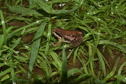 Image of Minervarya frog