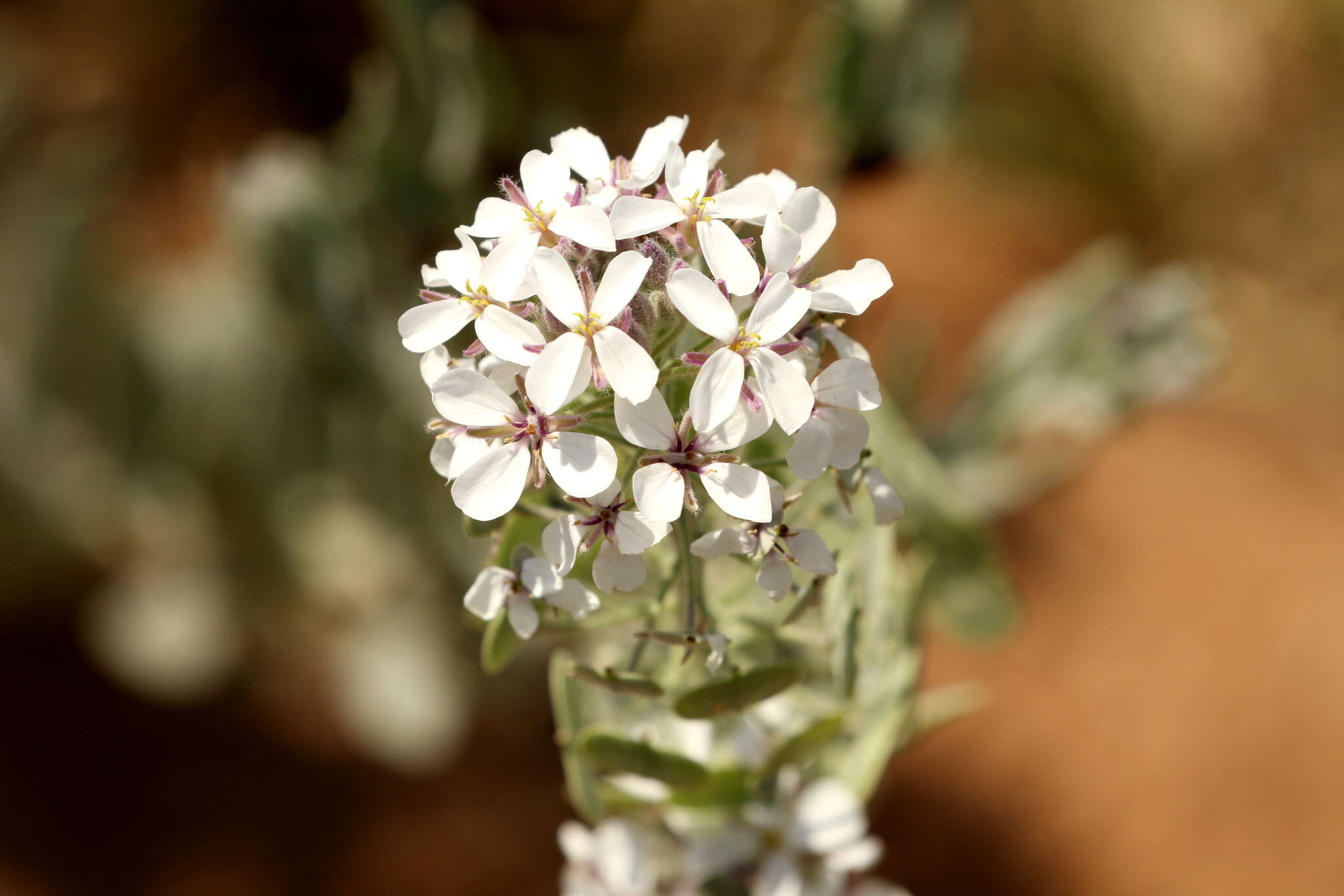 Dimorphocarpa candicans (Raf.) Rollins的圖片