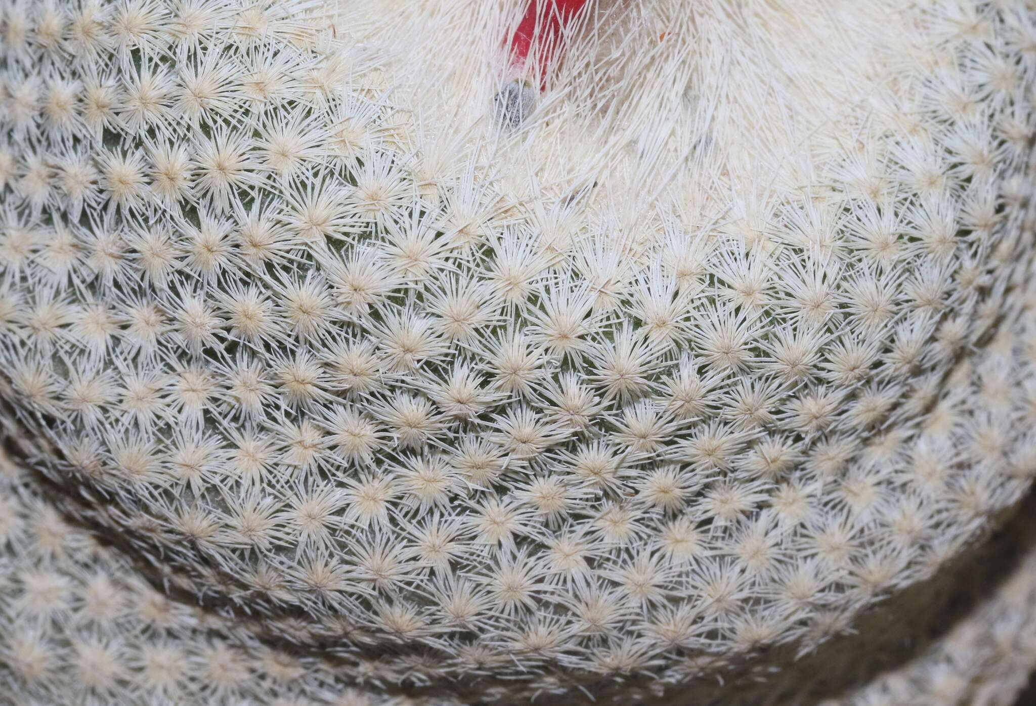 Image of Boke's Button Cactus