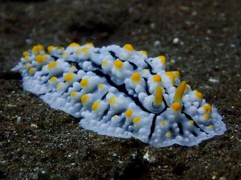 Image of Lumpy black grey orange slug