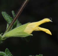 Image of Salvia aspera M. Martens & Galeotti