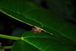 Image of Triangle Treefrog