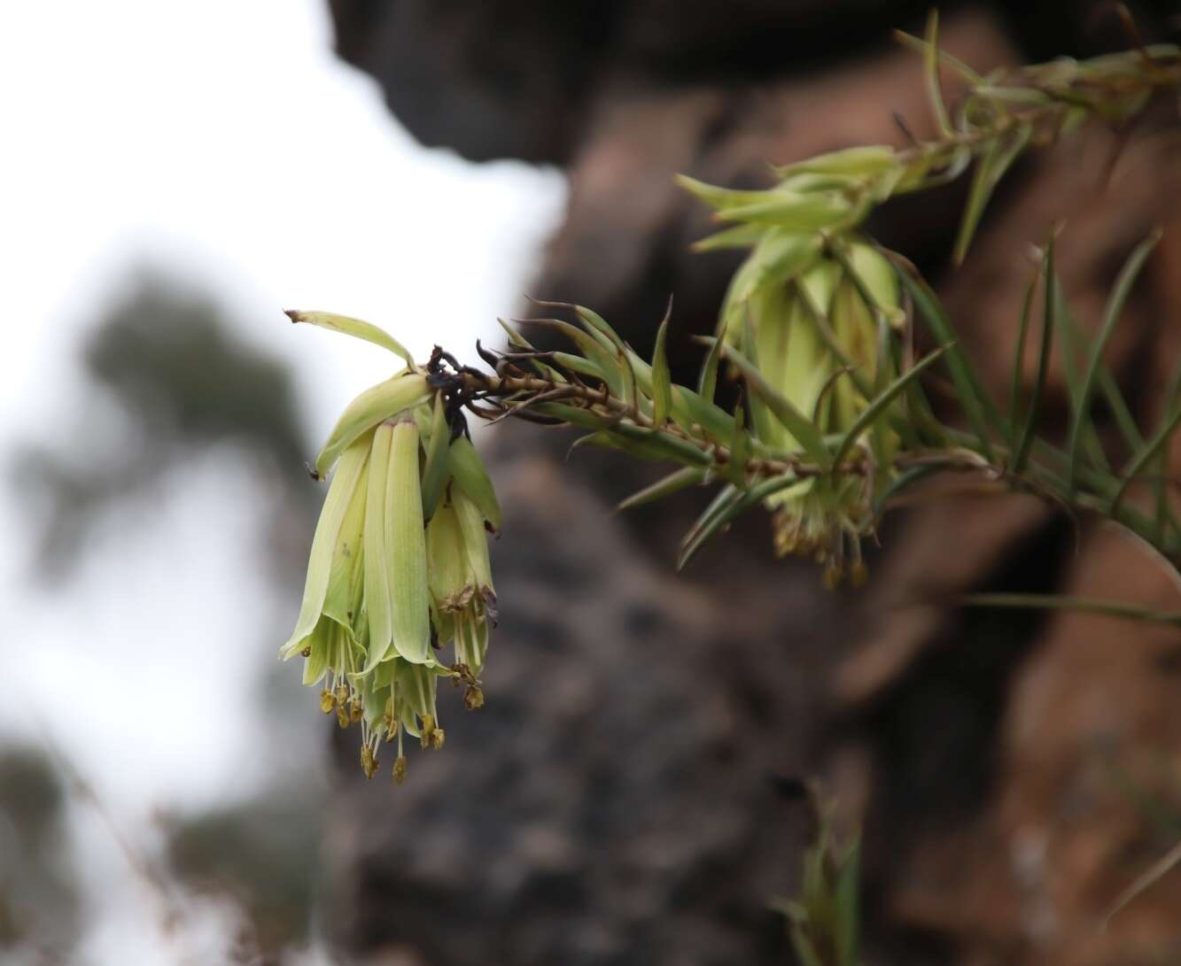 Image of Bomarea involucrosa (Herb.) Baker