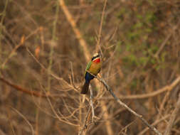 Image of White-fronted Bee-eater