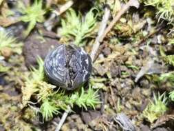 Image of Armadillidium simoni Dollfus 1887