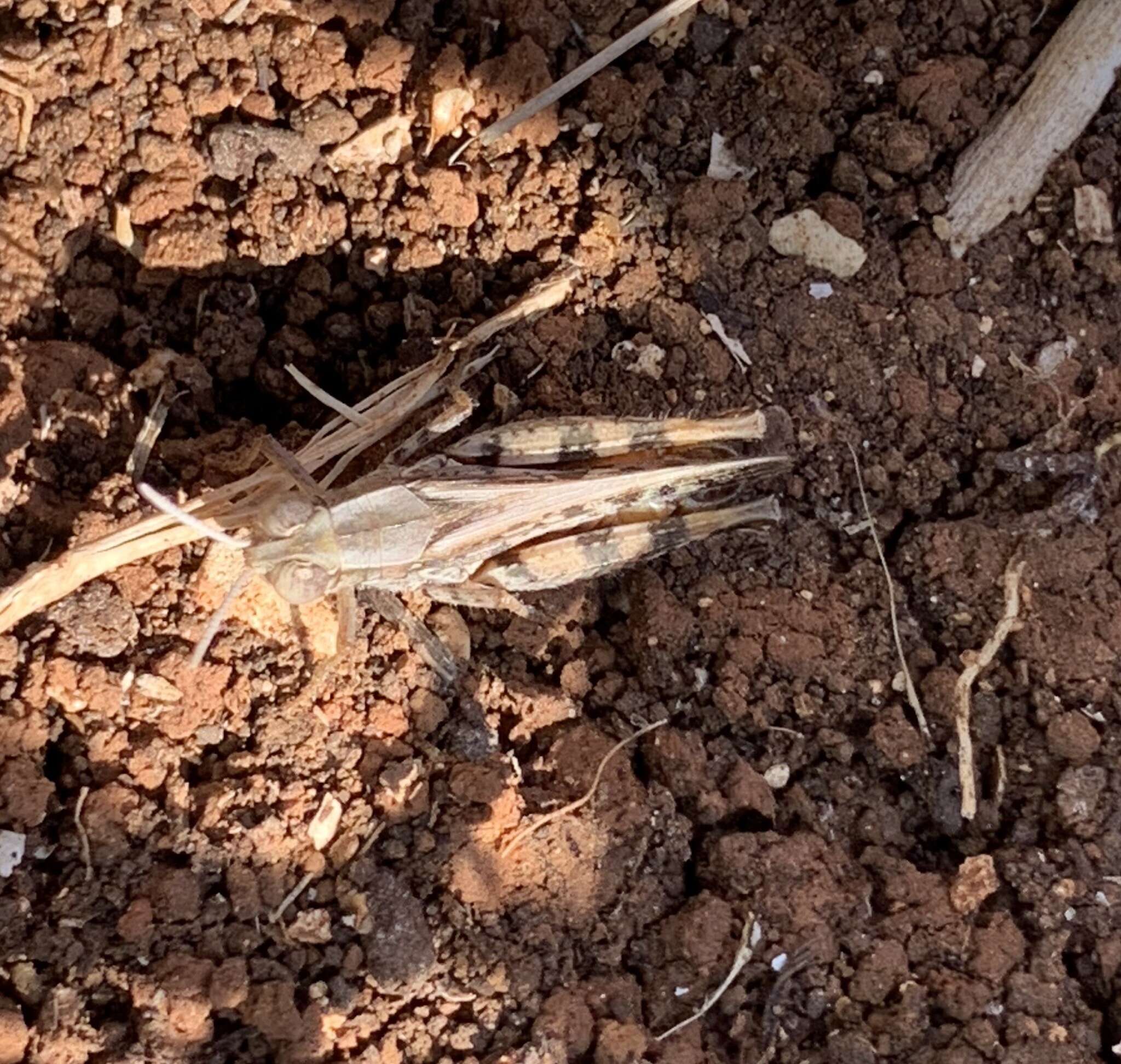 Image of Canarian Pincer Grasshopper