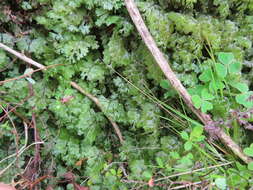 Plancia ëd Hymenophyllum tunbrigense (L.) Sm.