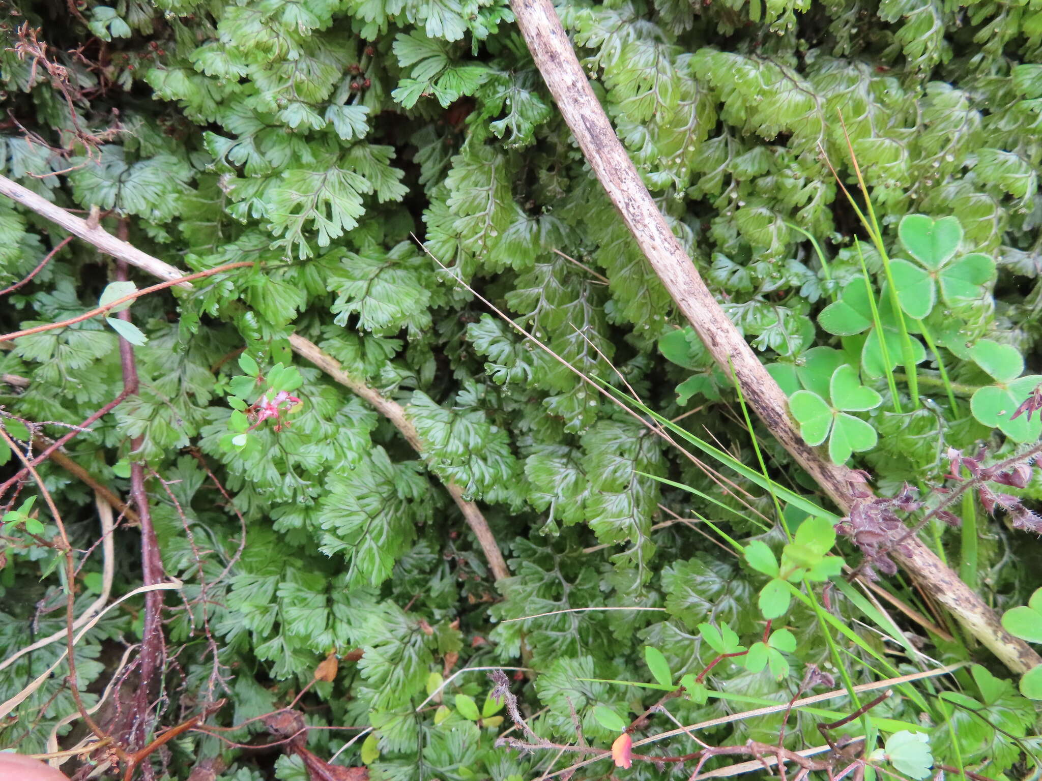 Hymenophyllum tunbrigense (L.) Sm. resmi