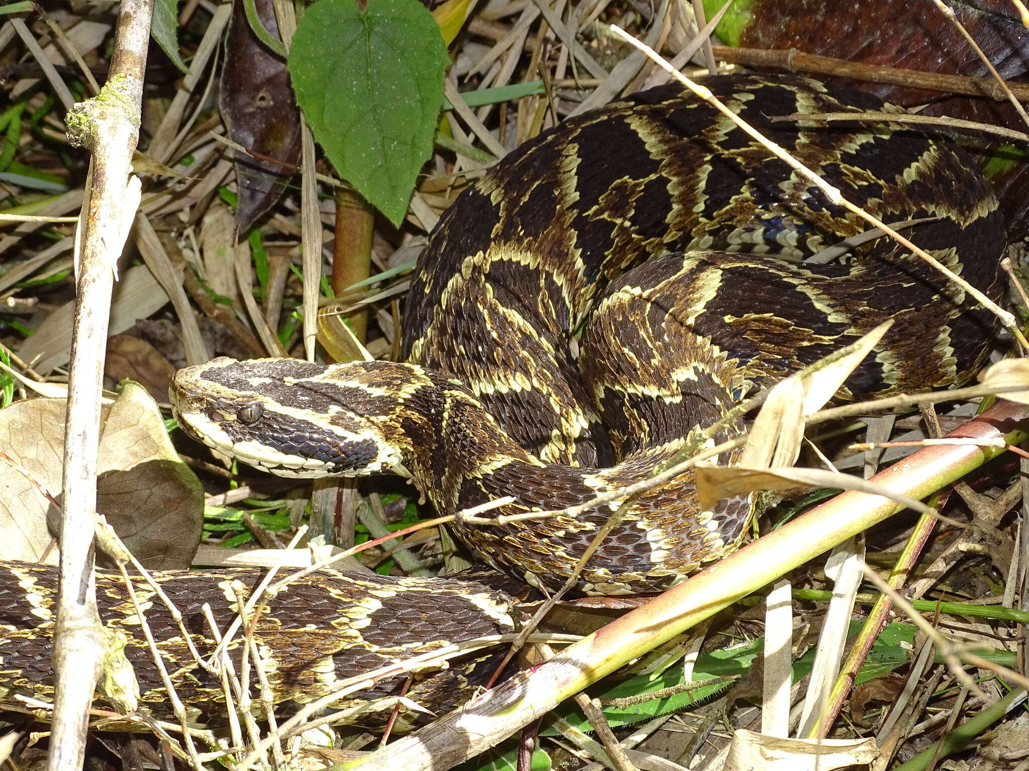 Слика од Bothrops fonsecai Hoge & Belluomini 1959