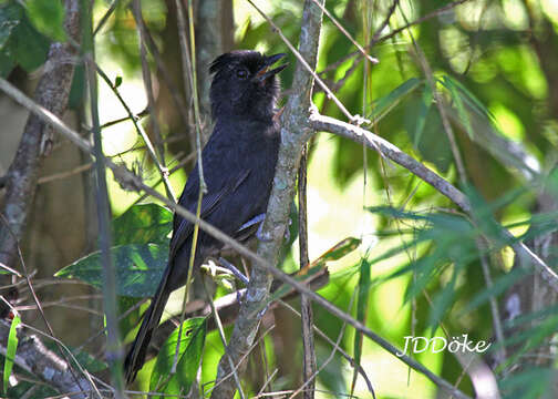 Image of Tufted Antshrike