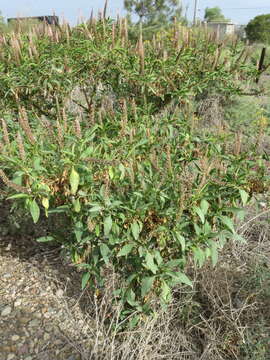 Image of tropical pokeweed