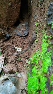 Image of Beddome’s Keelback