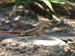 Image of Hispaniolan dune curlytail