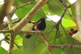 Image of Fulvous-crested Tanager