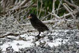 Image of Espanola Cactus Finch