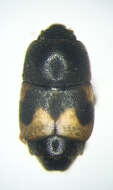 Image of Dried-fruit Beetle