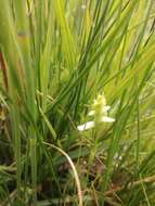 صورة Spiranthes diluvialis Sheviak