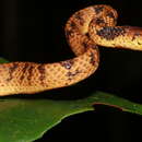 Image of Hampton's Slug Snake