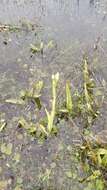 Image of Habenaria gourlieana Gillies ex Lindl.