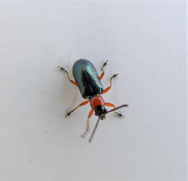 Image of Cereal leaf beetle