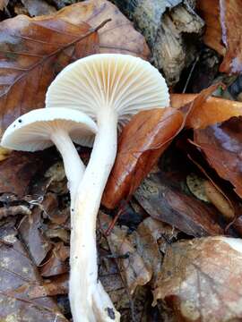 Слика од Hygrophorus lindtneri M. M. Moser 1967