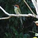 Image of Russet-crowned Motmot