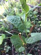 Image de Aristolochia pallida Willd.