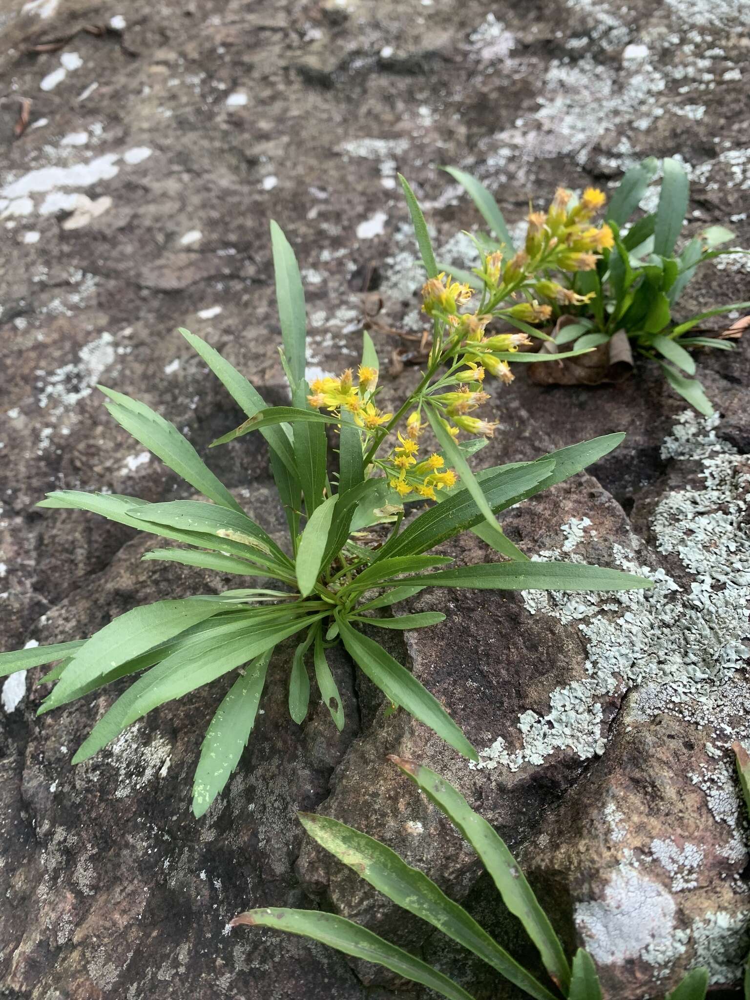 Plancia ëd Solidago plumosa Small