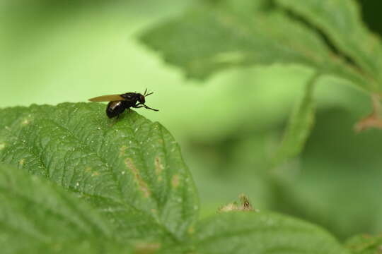 Image of Lauxania shewelli Perusse & Wheeler 2000