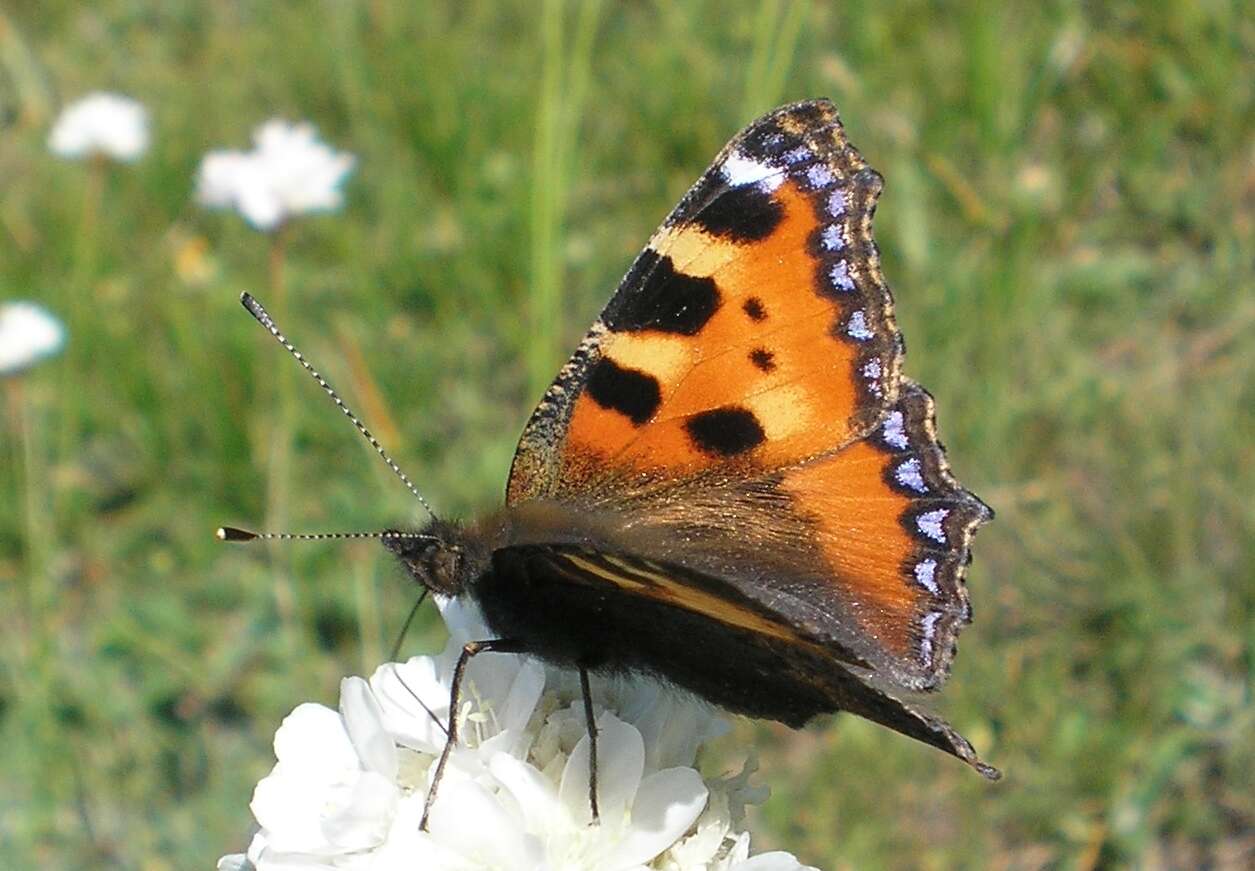 Imagem de Aglais urticae Linnaeus 1758